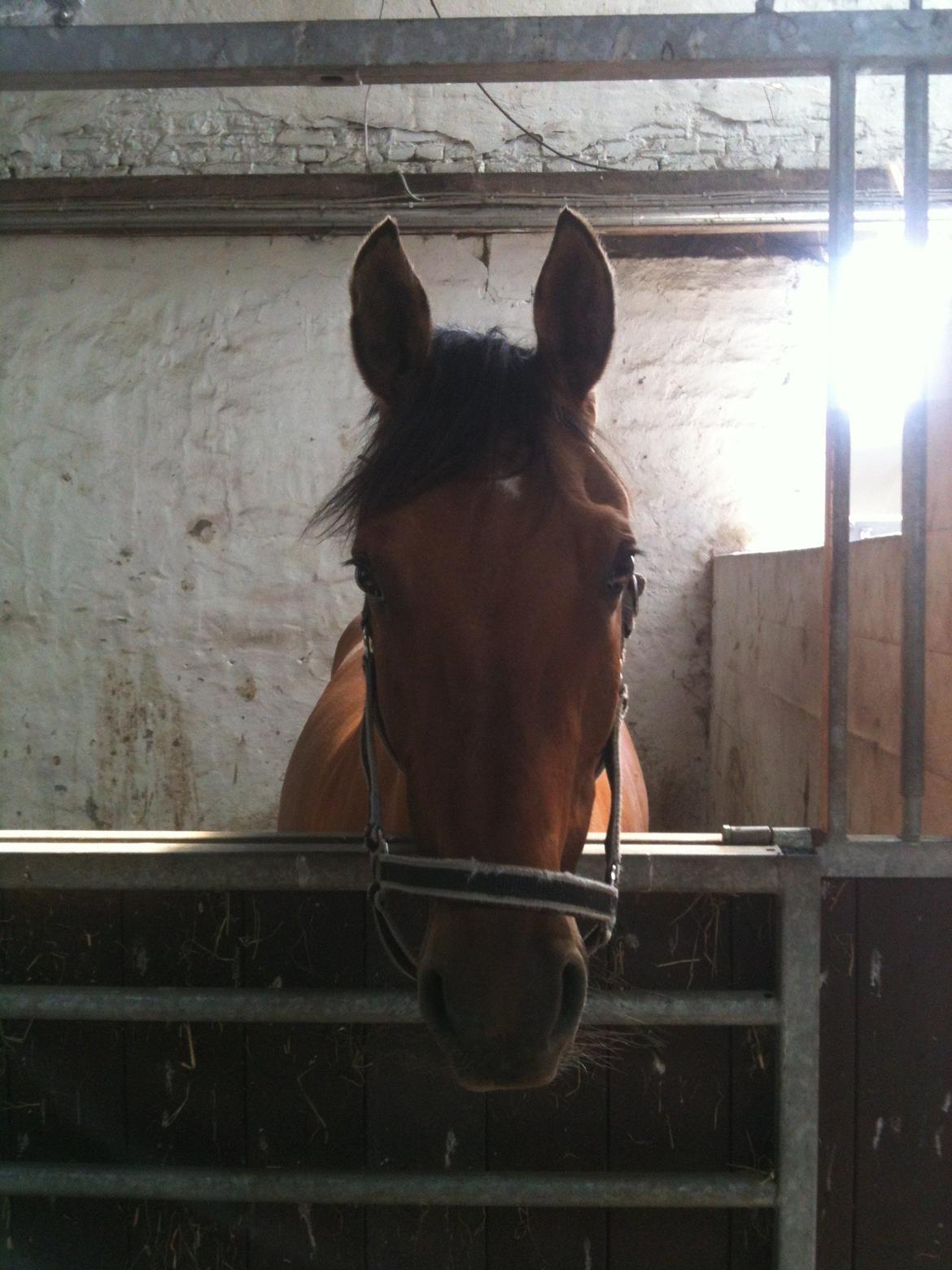 DSP Margo Lux - Da vi hentede den søde pony!<3 billede 8