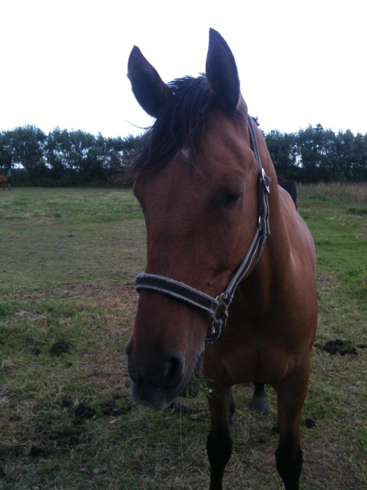 DSP Margo Lux billede 10