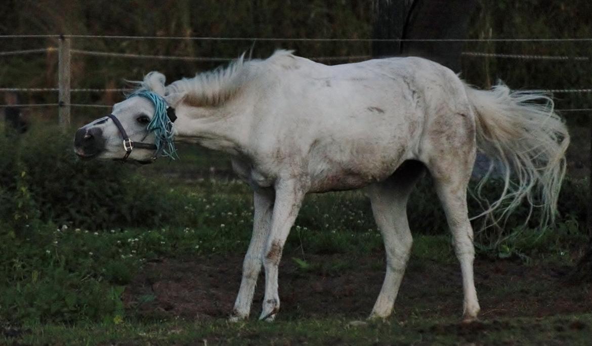 Welsh Pony (sec B) Fjordager Demsy billede 15