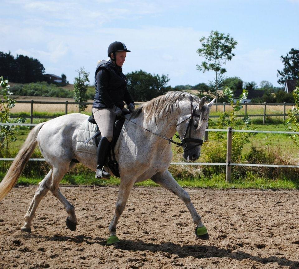 Pura Raza Española Guerrer billede 4