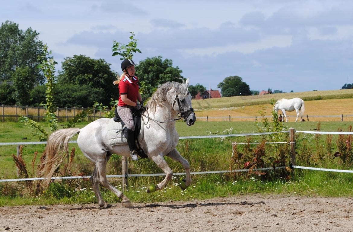 Pura Raza Española Guerrer billede 5