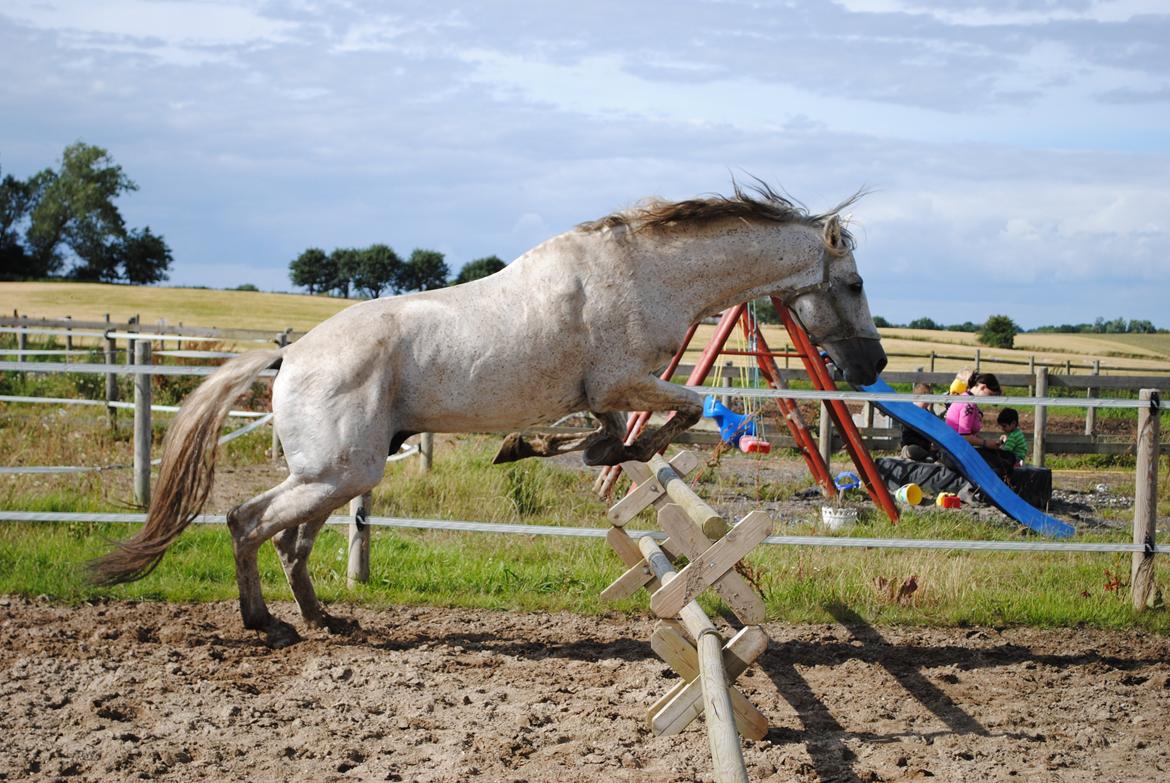Pura Raza Española Guerrer billede 8