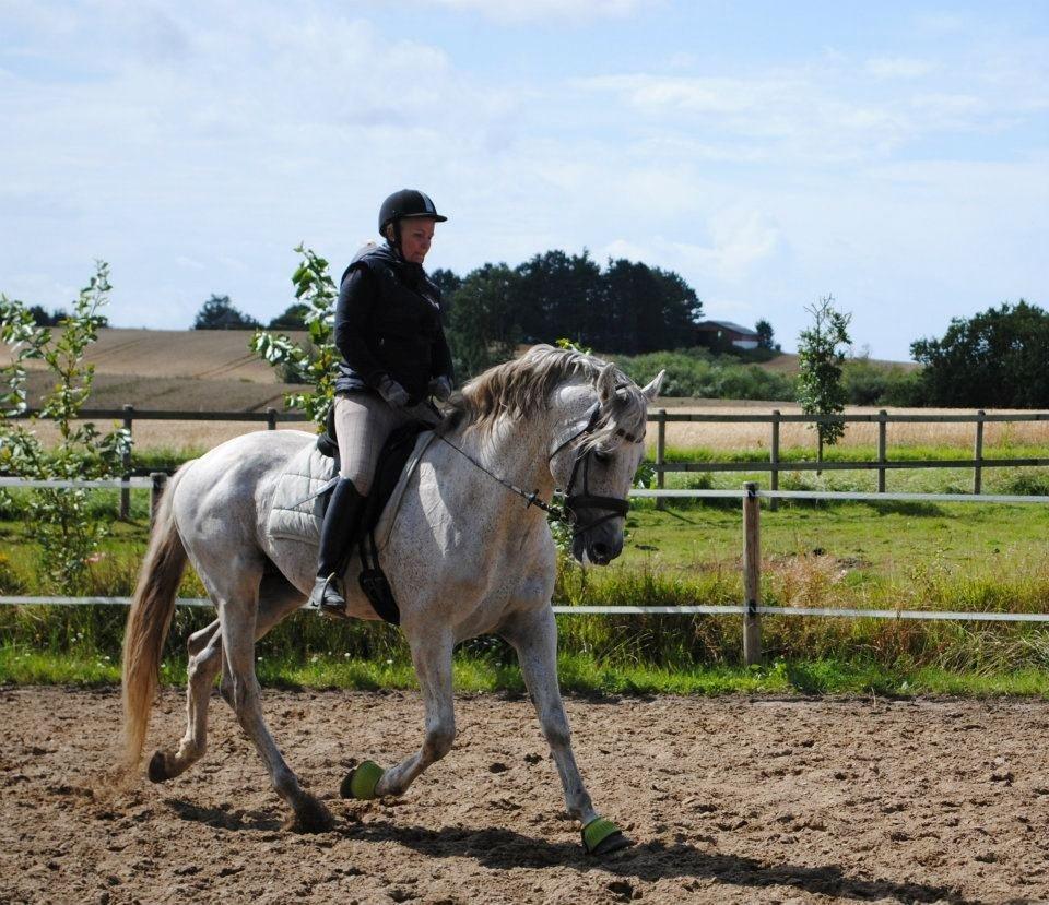 Pura Raza Española Guerrer billede 7