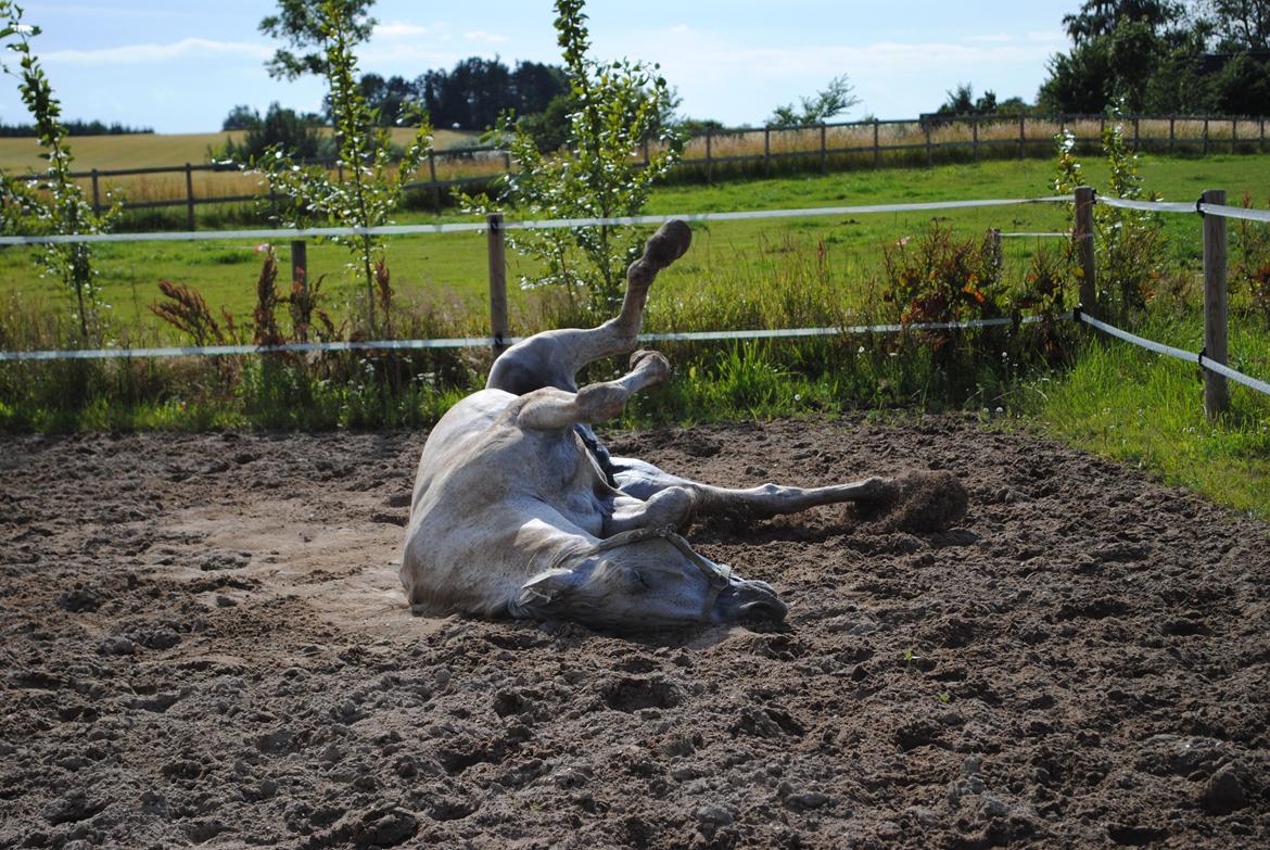Pura Raza Española Guerrer billede 12
