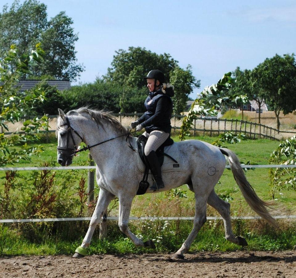 Pura Raza Española Guerrer billede 10