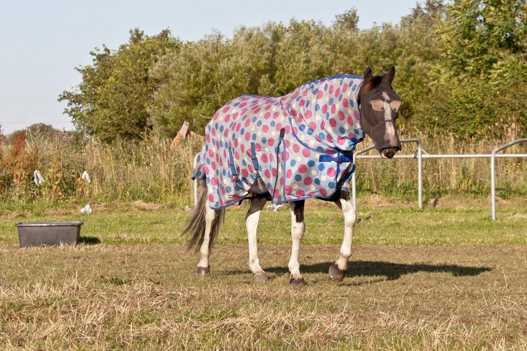 Pinto Blis (kat. 1 pony) - Blis i hendes sommerdragt, så hun ikke blev solskoldet på mulen, og hendes hvide pletter :-) billede 16