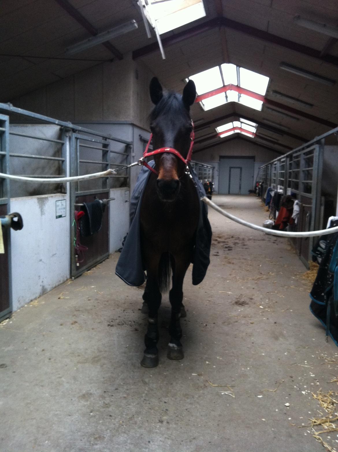 Trakehner Thjalfe - Vinter træning med kongen<3 billede 12