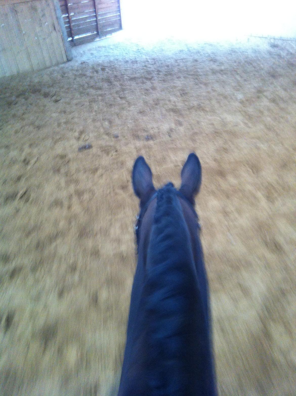 Trakehner Thjalfe - Vi skridter en morgen tur så vi er klar til i aften hvor vi har debut i LA1 <3 billede 13