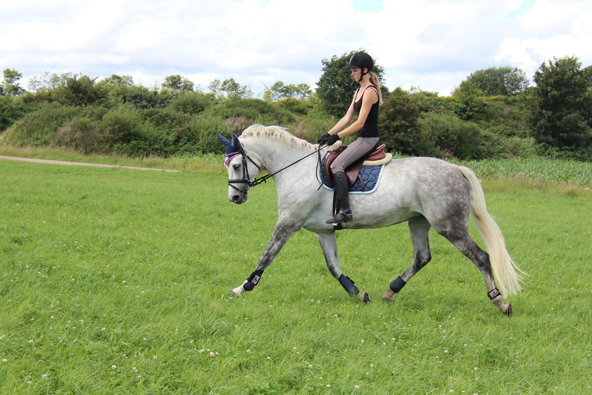 Dansk Varmblod Wanessa køpke l - solgt billede 5