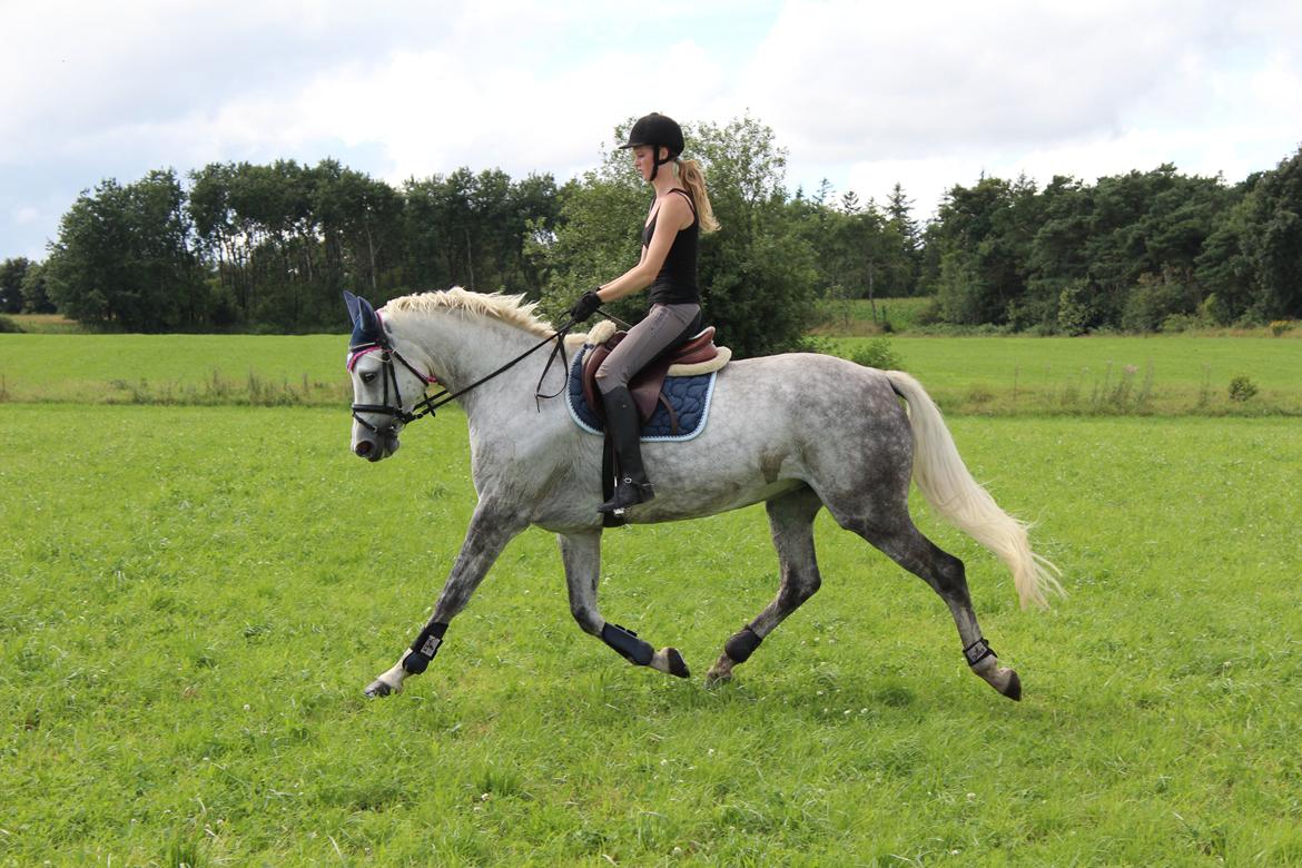 Dansk Varmblod Wanessa køpke l - solgt billede 8