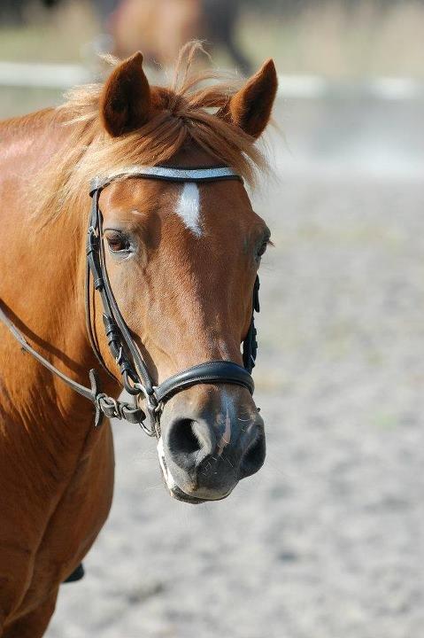New Forest Tot - Smukke, dejlige Tot på ridelejr '12.  billede 5
