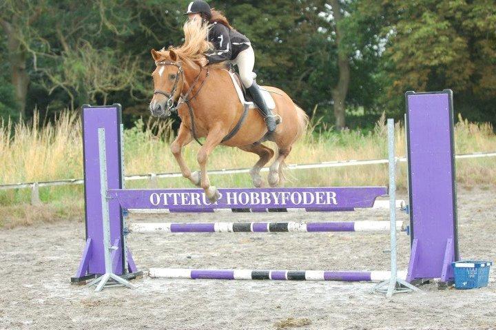 New Forest Tot - Undskylder mine fødder, men han har et MEGET voldsomt afsæt og derfor falder mine ben som regel bagud :-) Men nyd synet af en glad og velspringende hest! billede 1