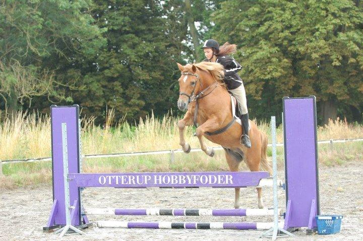 New Forest Tot - Undskylder mine fødder, men han har et MEGET voldsomt afsæt og derfor falder mine ben som regel bagud :-) Men nyd synet af en glad og velspringende hest! billede 20