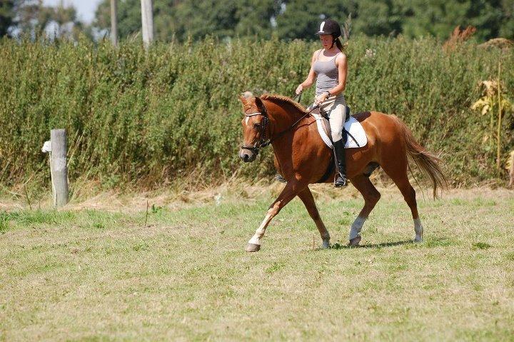 New Forest Tot - Hingste-tot :o)
 billede 6