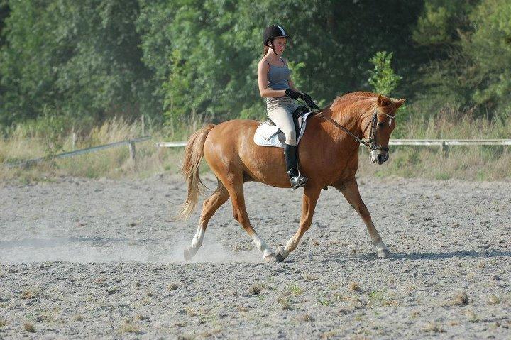 New Forest Tot - Springponyen på ridelejr '12.  billede 3