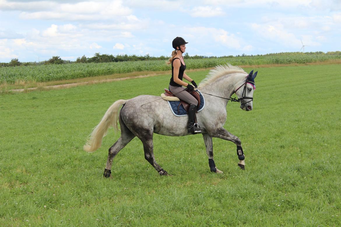 Dansk Varmblod Wanessa køpke l - solgt billede 10