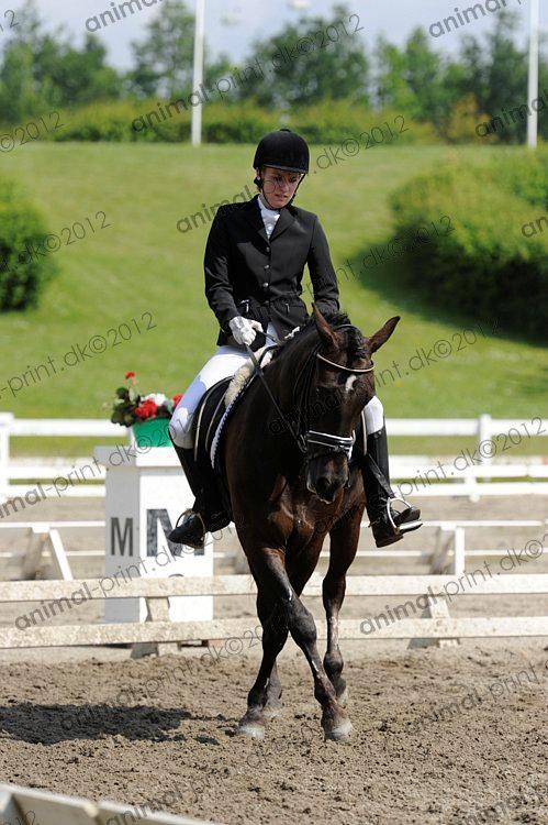 New Forest Kikkenberg's Rikki B-pony billede 4