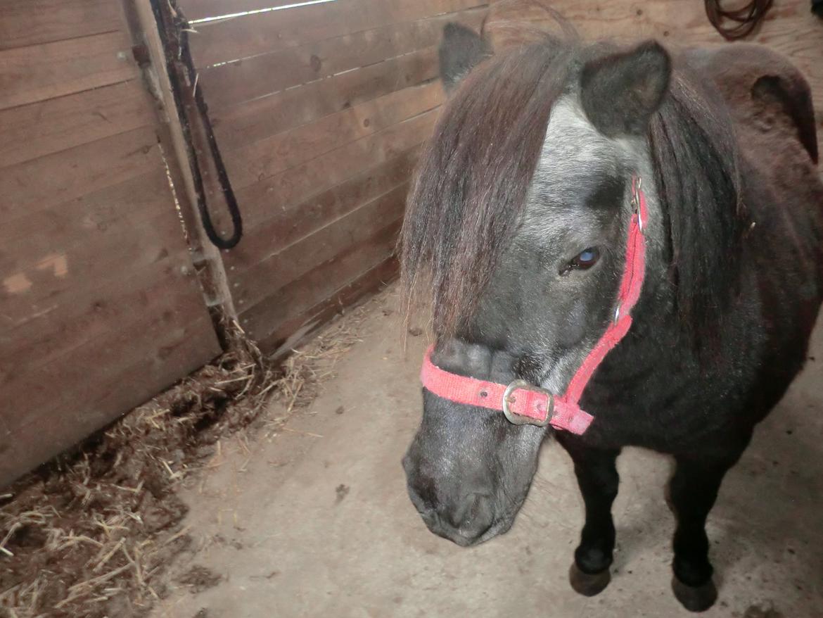 Shetlænder Lise billede 10