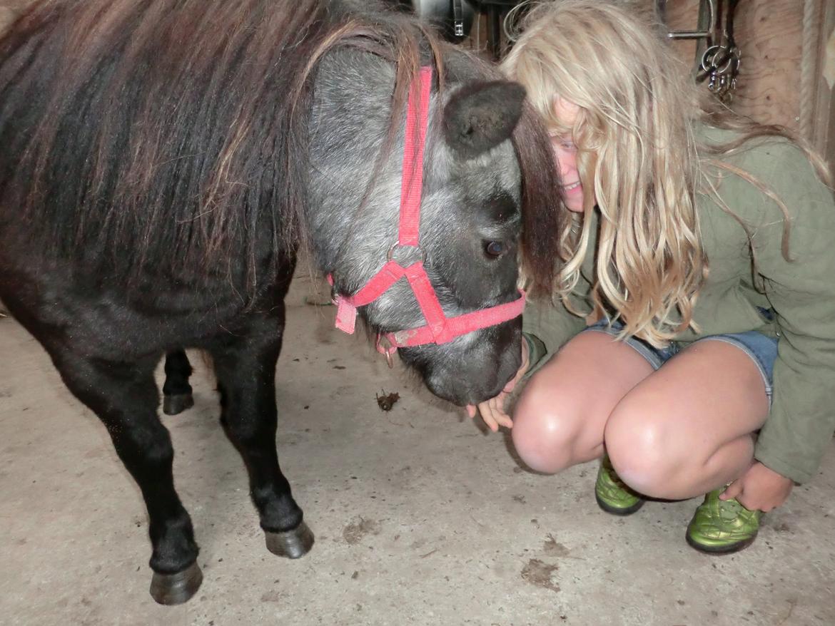 Shetlænder Lise billede 11