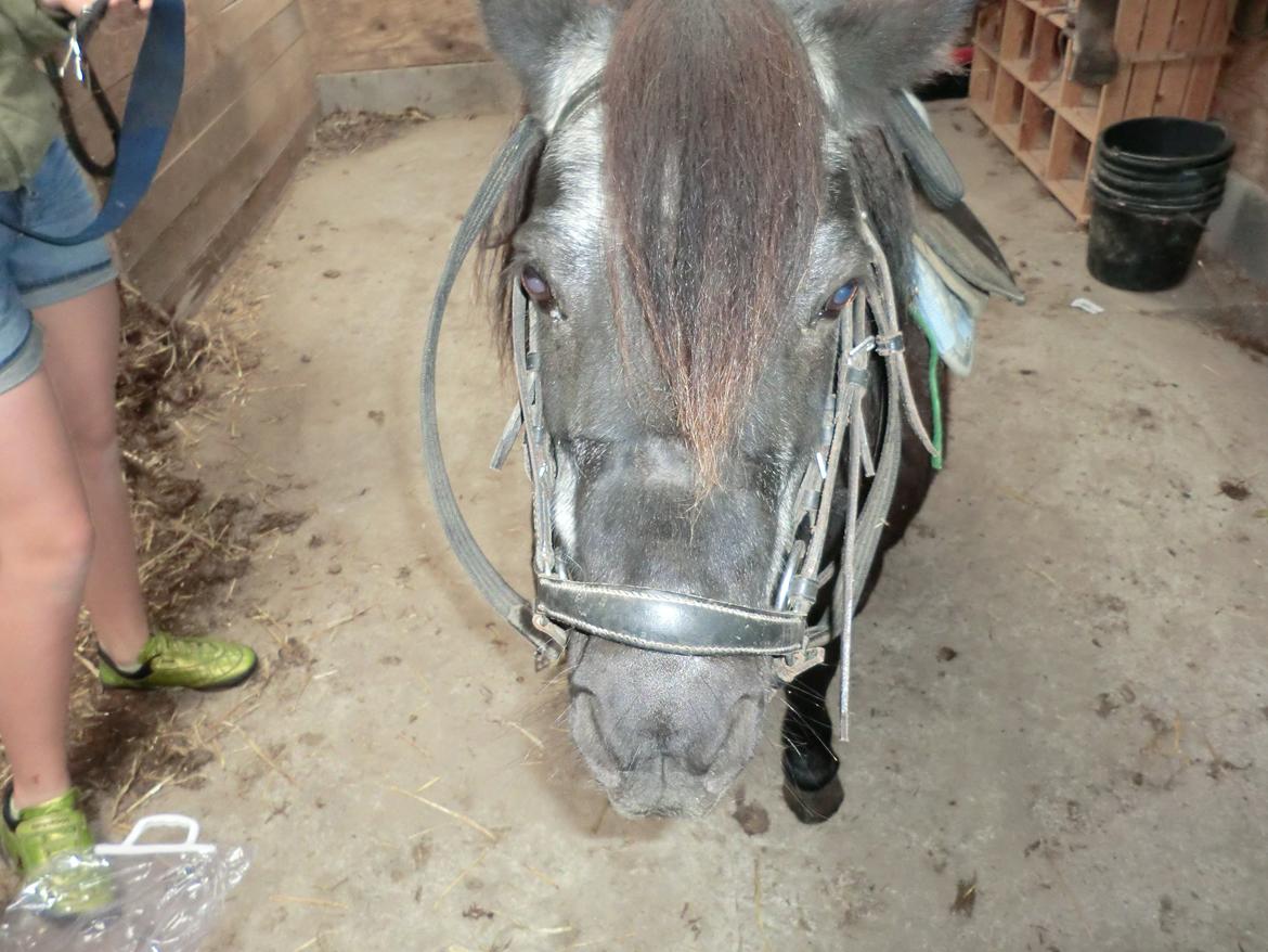 Shetlænder Lise billede 12