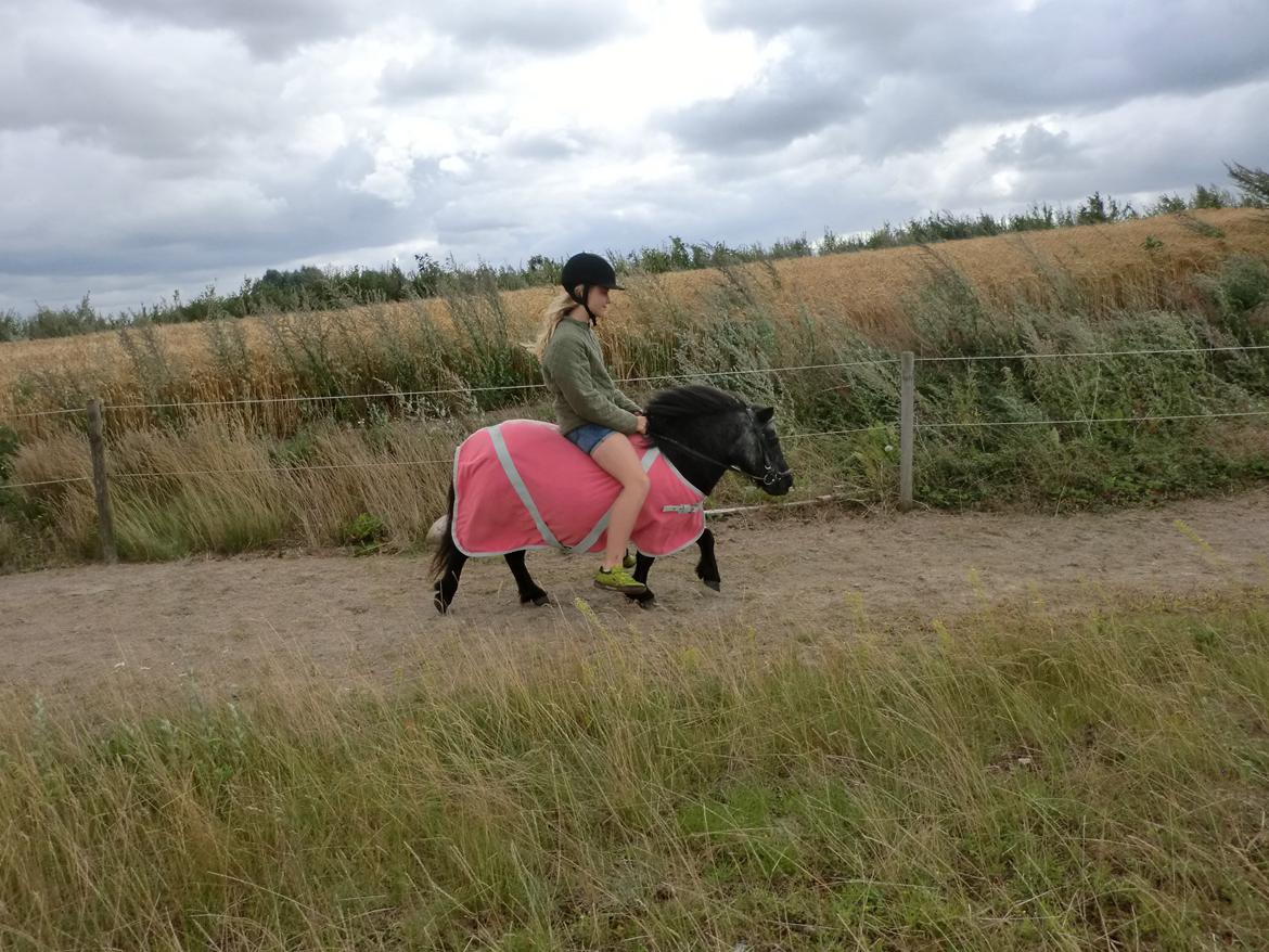 Shetlænder Lise billede 13