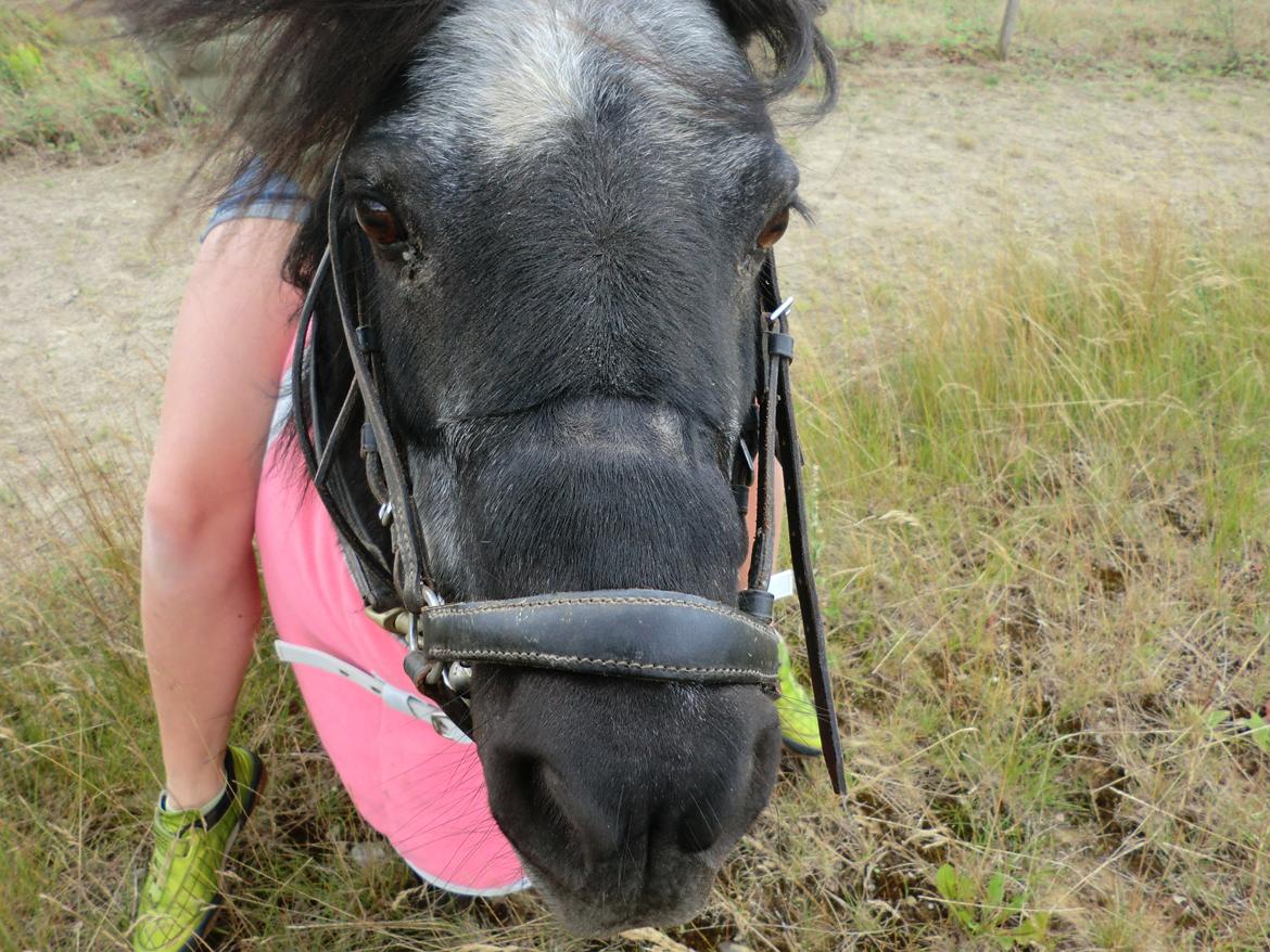 Shetlænder Lise billede 14