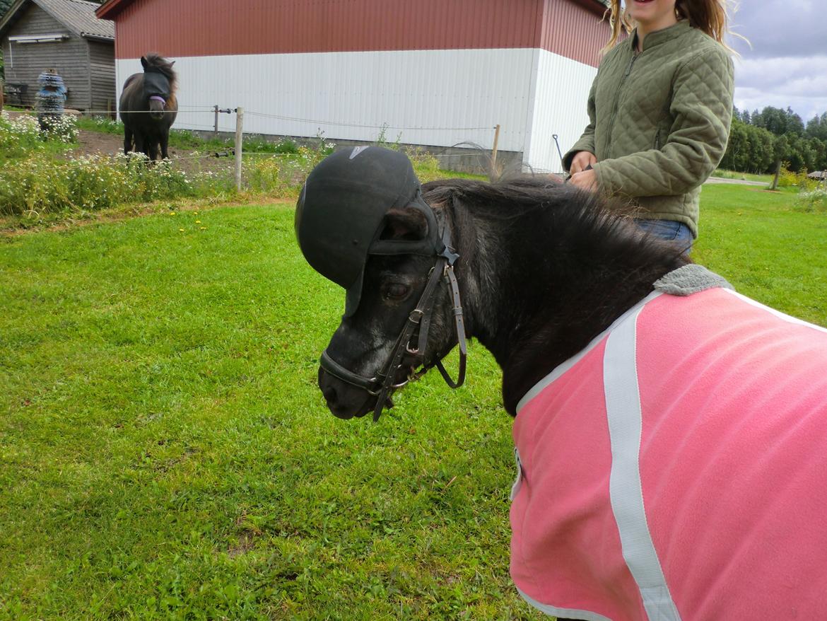 Shetlænder Lise billede 15
