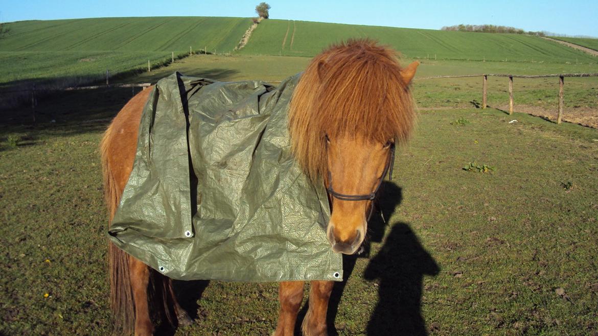 Islænder Svanni fra Begtrup - mmh...horsemanship..:3 billede 6