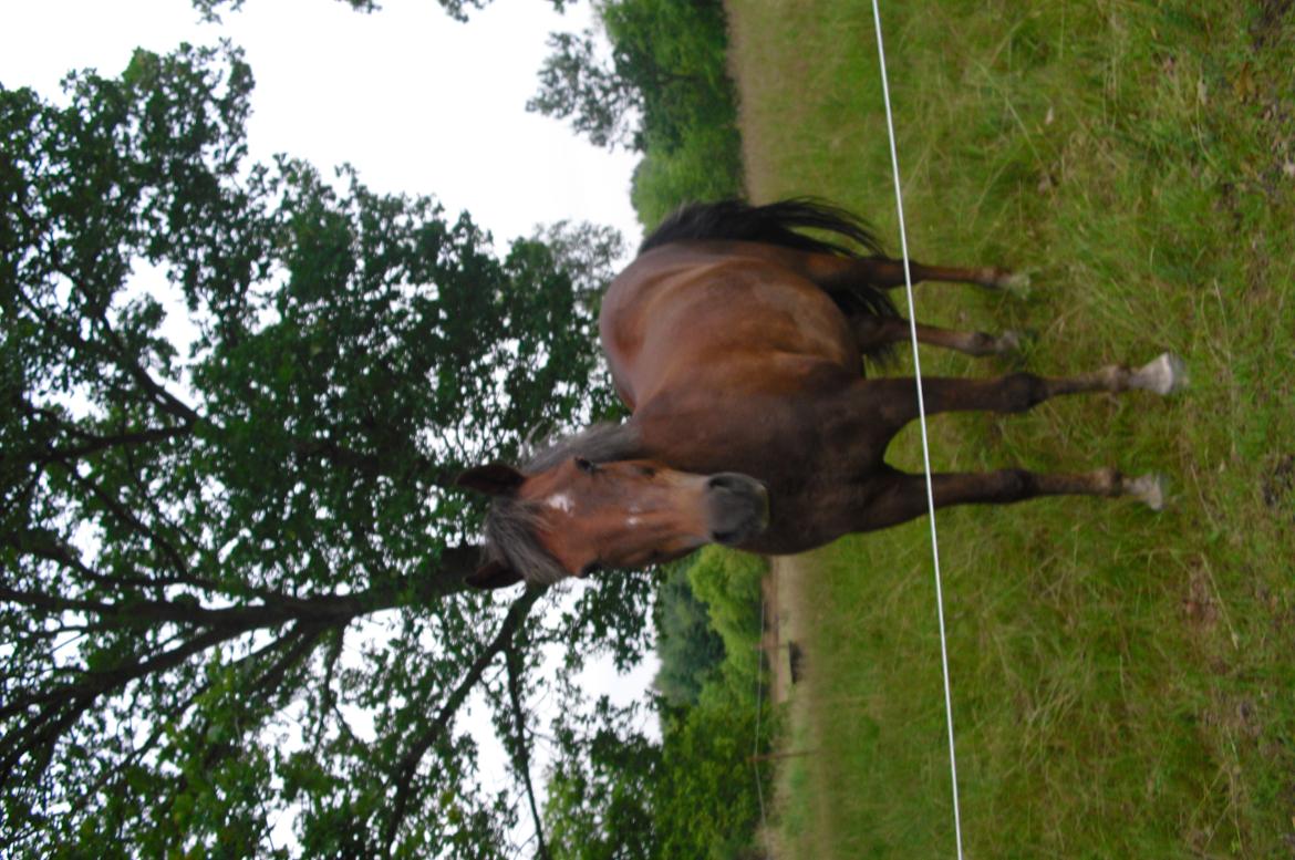 New Forest Choni - er jeg ikke smuk billede 10