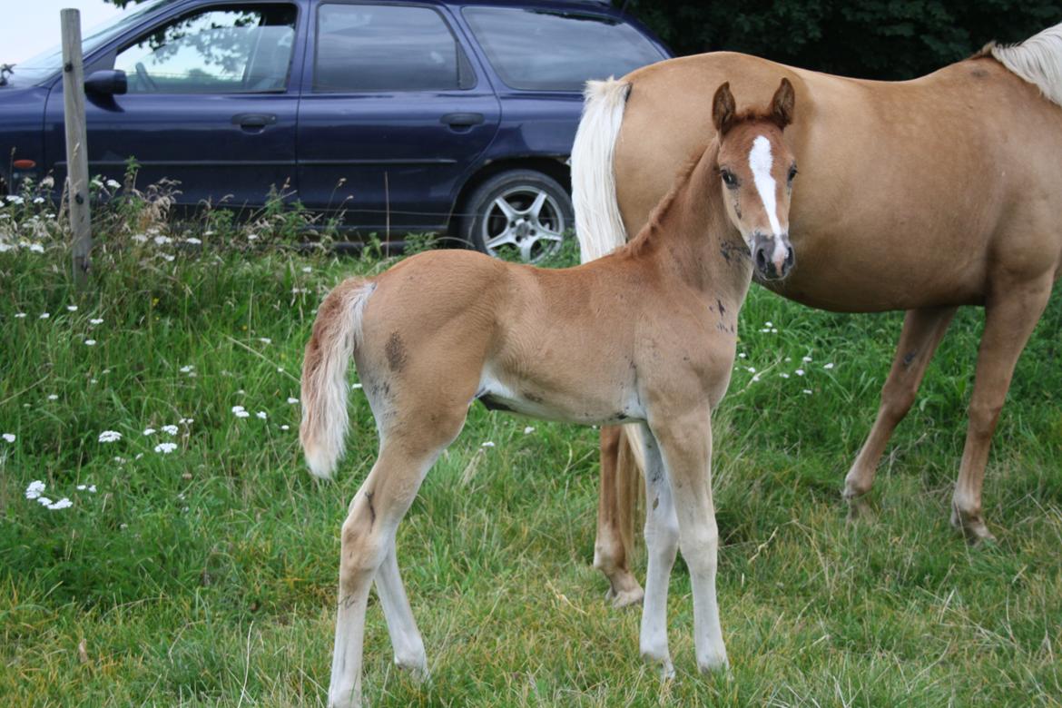 Palomino Wede's Miss Dia  billede 14