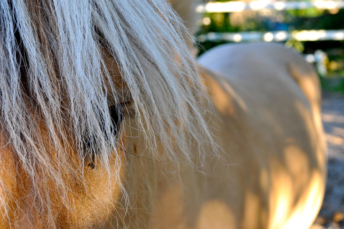 Fjordhest Ågerupgaards Samba billede 10