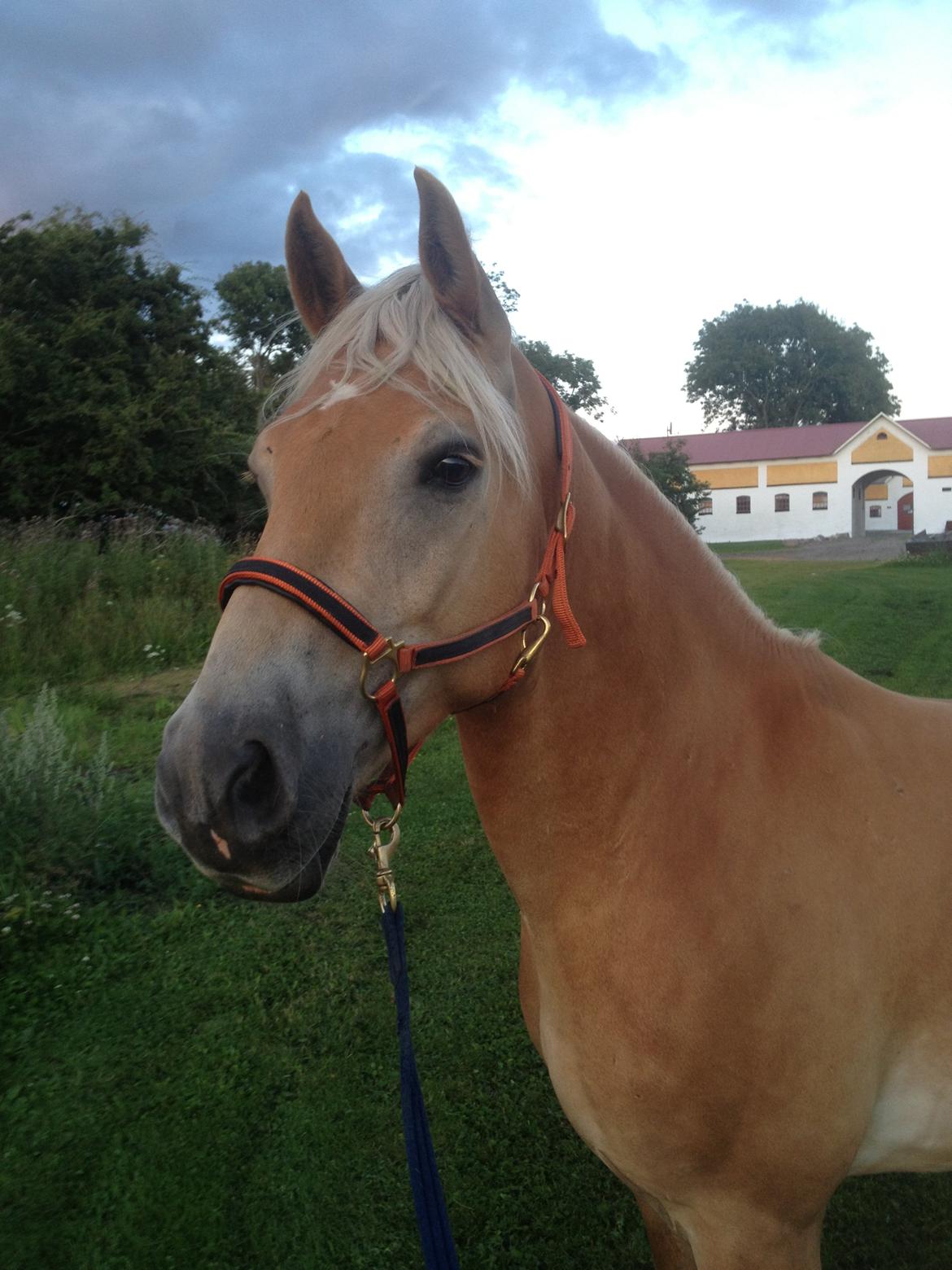 Haflinger Alex billede 1