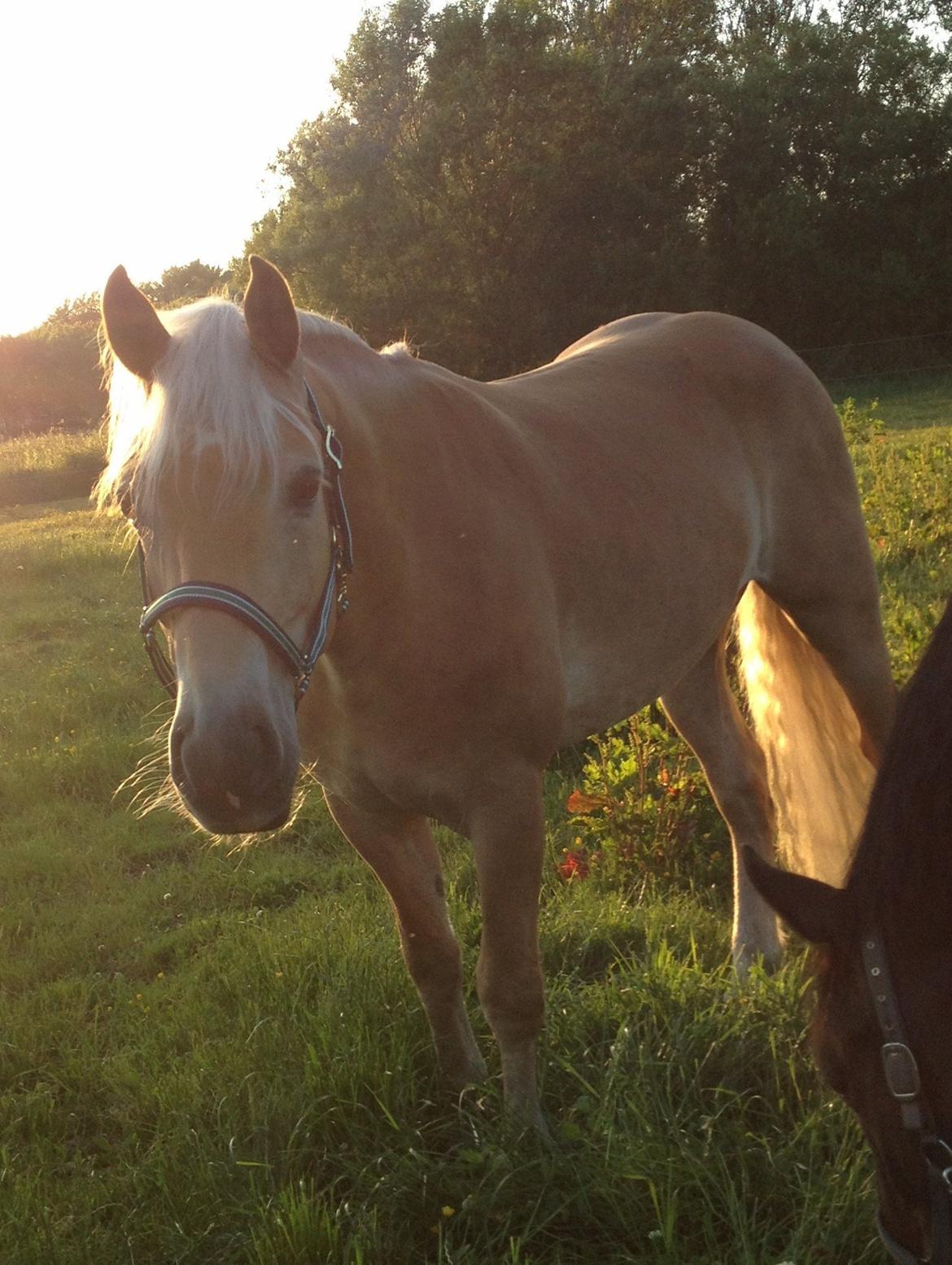 Haflinger Alex billede 2
