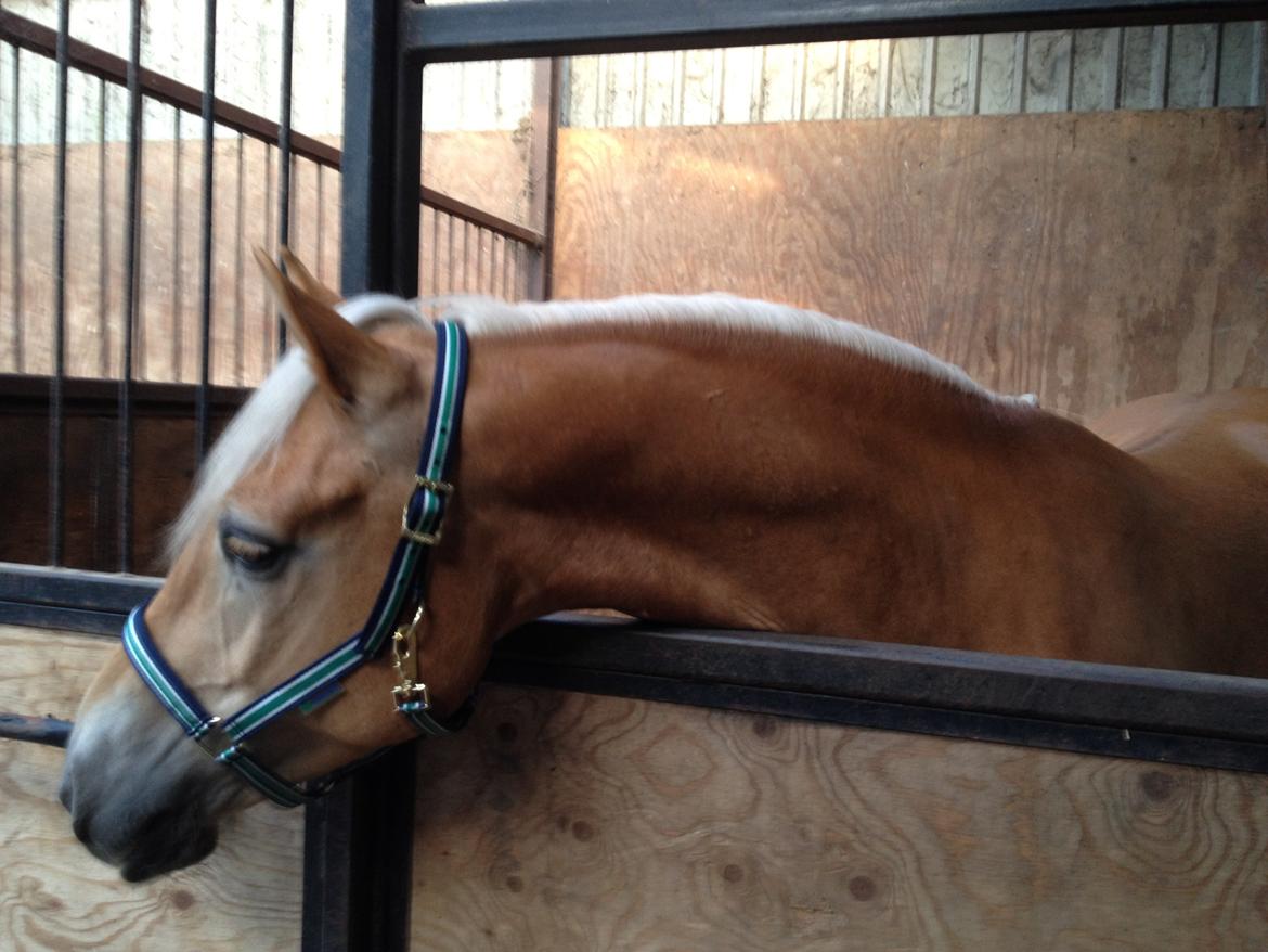 Haflinger Alex billede 3