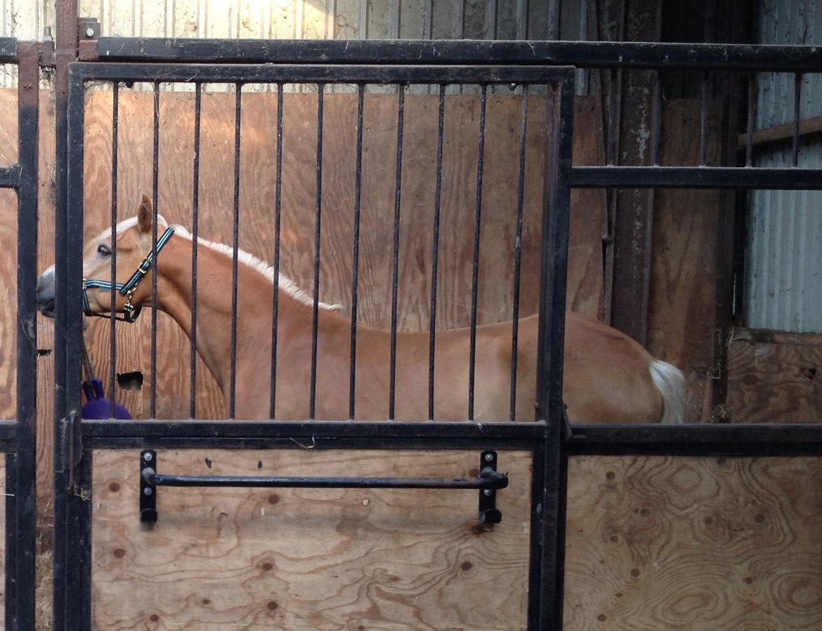 Haflinger Alex billede 4