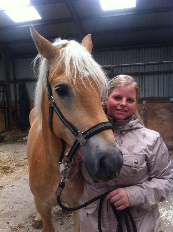 Haflinger Alex billede 5