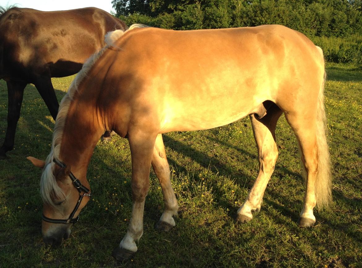 Haflinger Alex billede 6