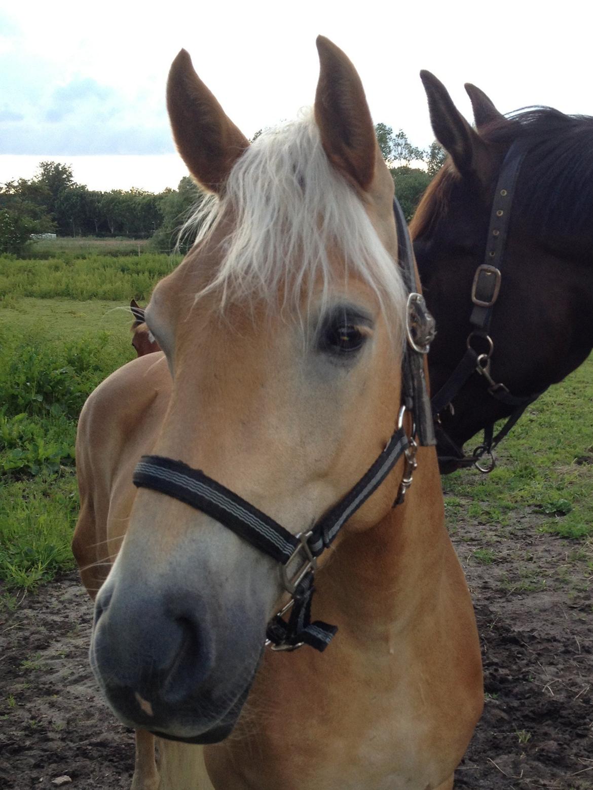 Haflinger Alex billede 7