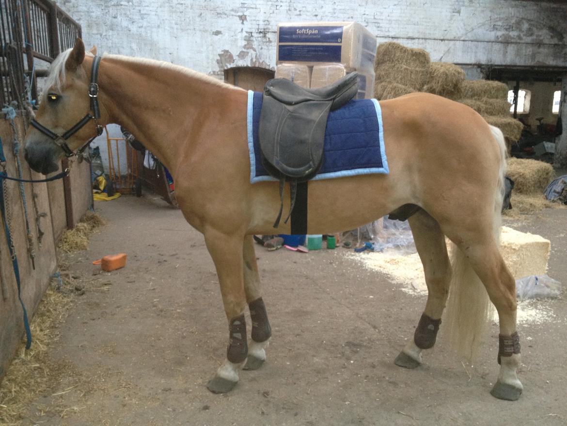 Haflinger Alex billede 8