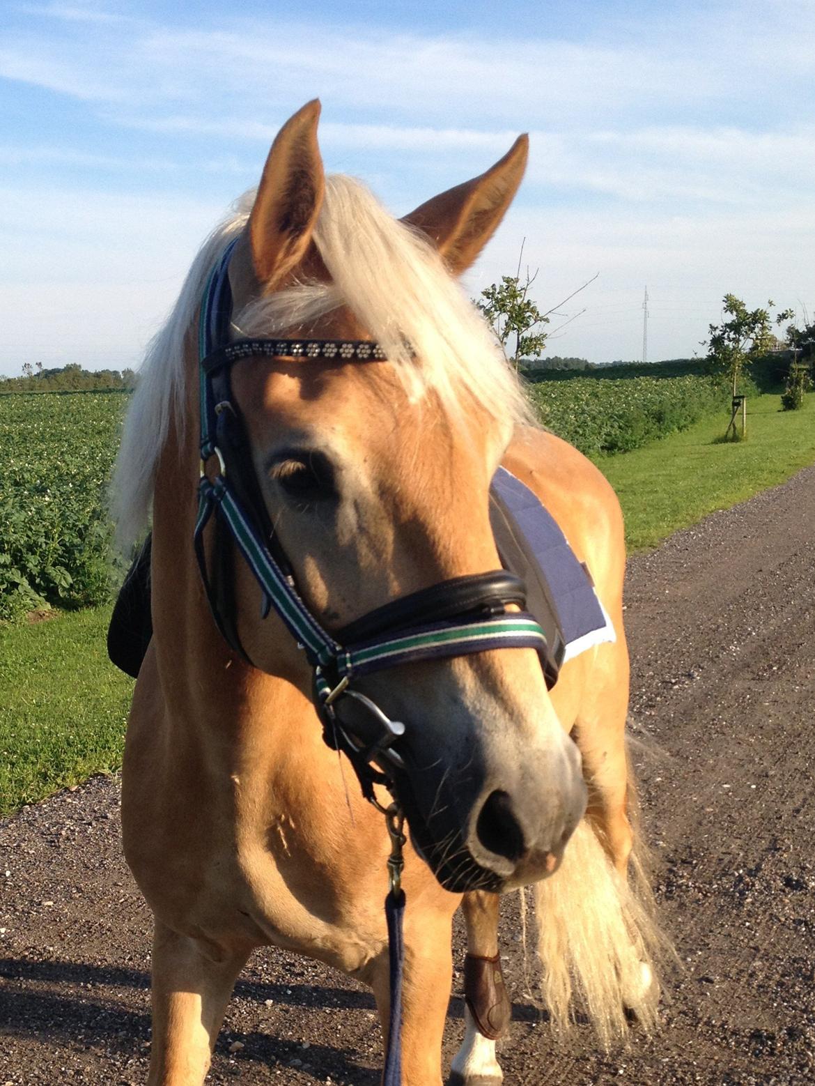 Haflinger Alex billede 9