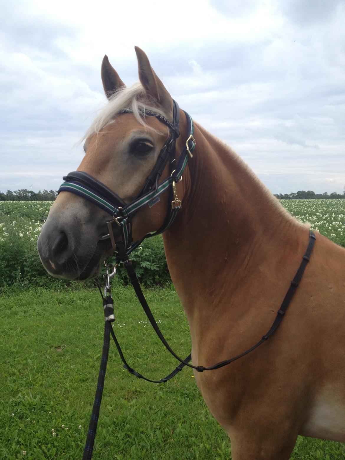 Haflinger Alex billede 10