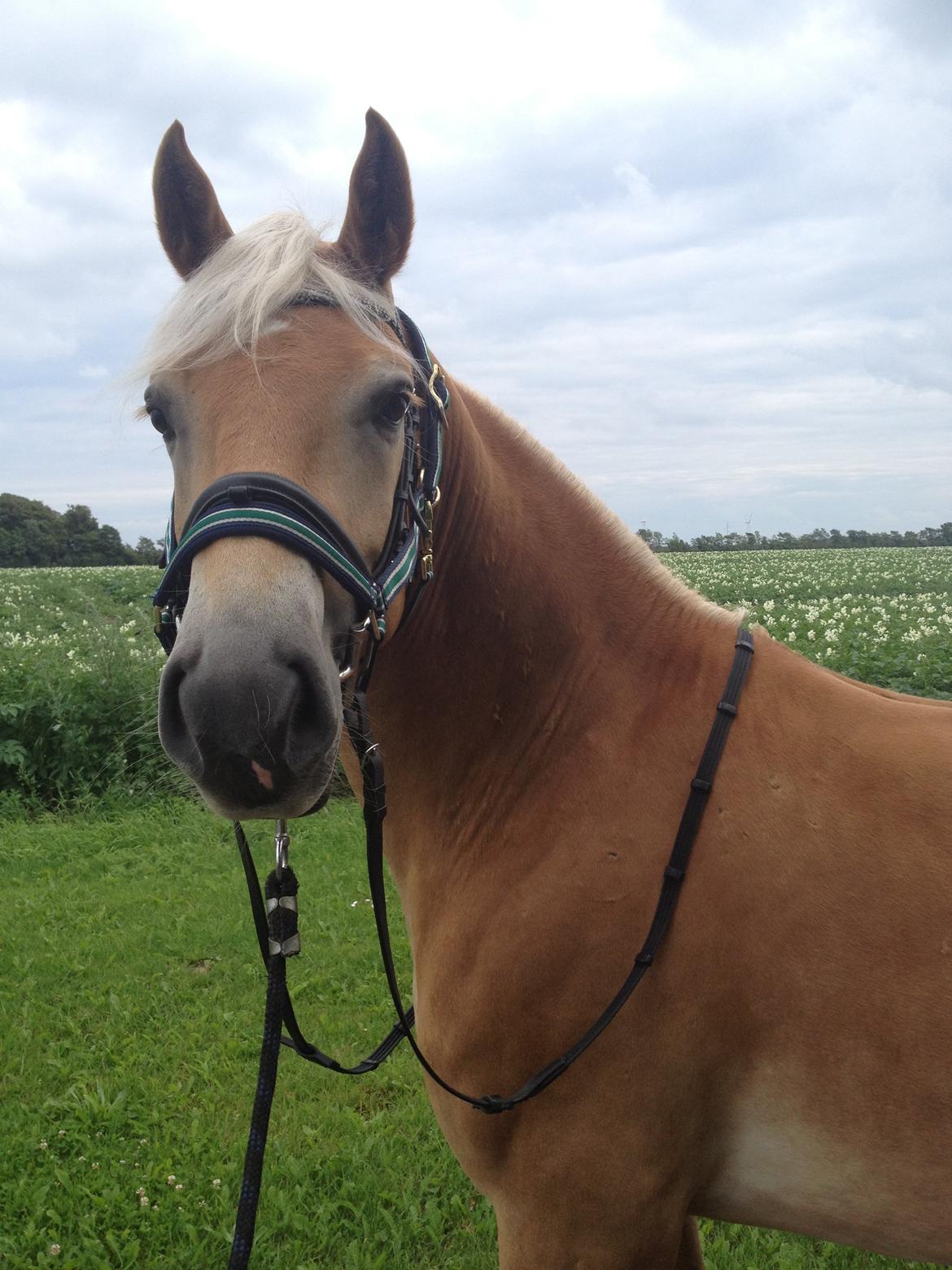 Haflinger Alex billede 11