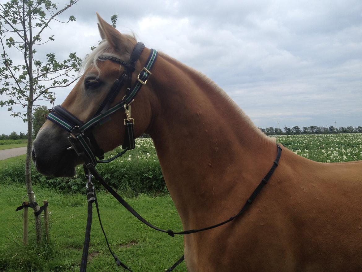 Haflinger Alex billede 12