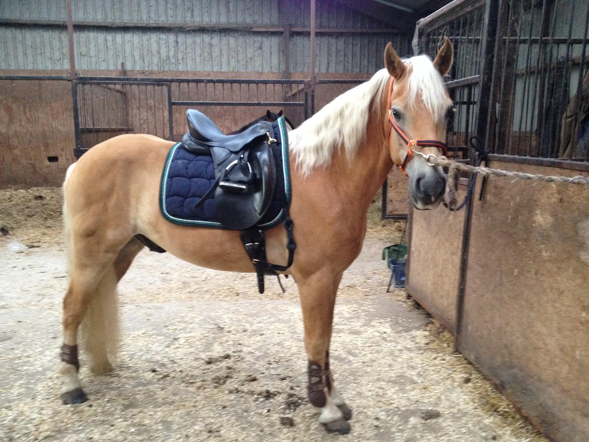 Haflinger Alex billede 13