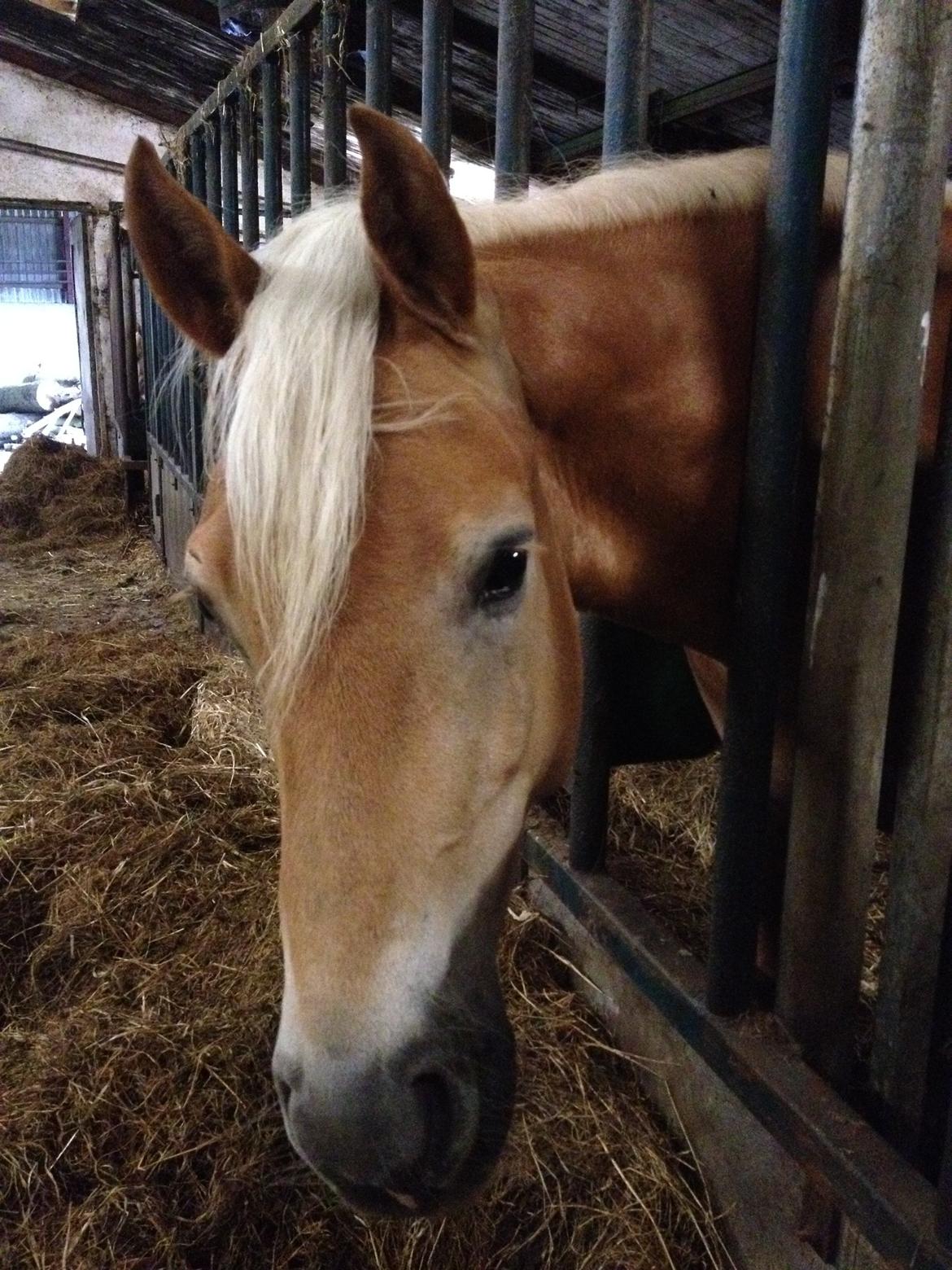 Haflinger Alex billede 14