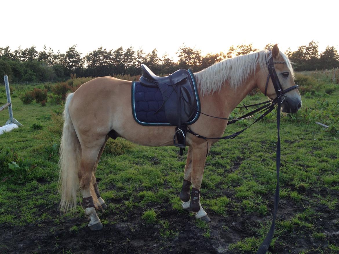 Haflinger Alex billede 15