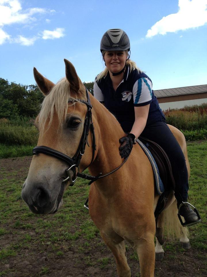 Haflinger Alex billede 16