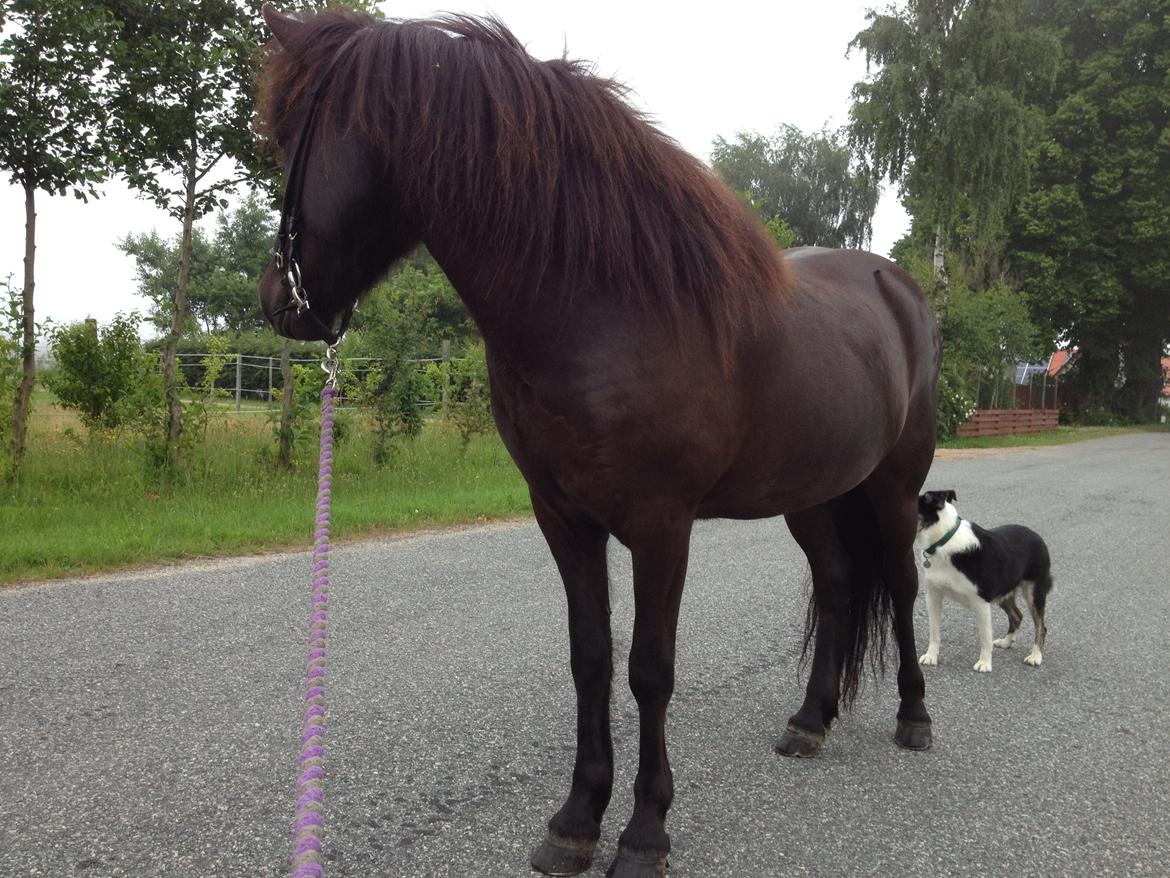 Islænder Pokka - Er god til at have vores hund med på tur billede 2