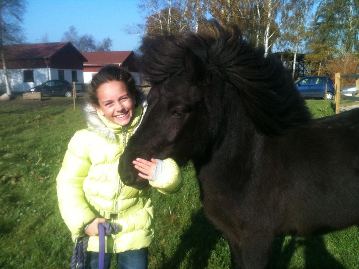 Islænder Pokka - Min datter Sarah, som ikke er rytter, men sagens kan ride på hende billede 3