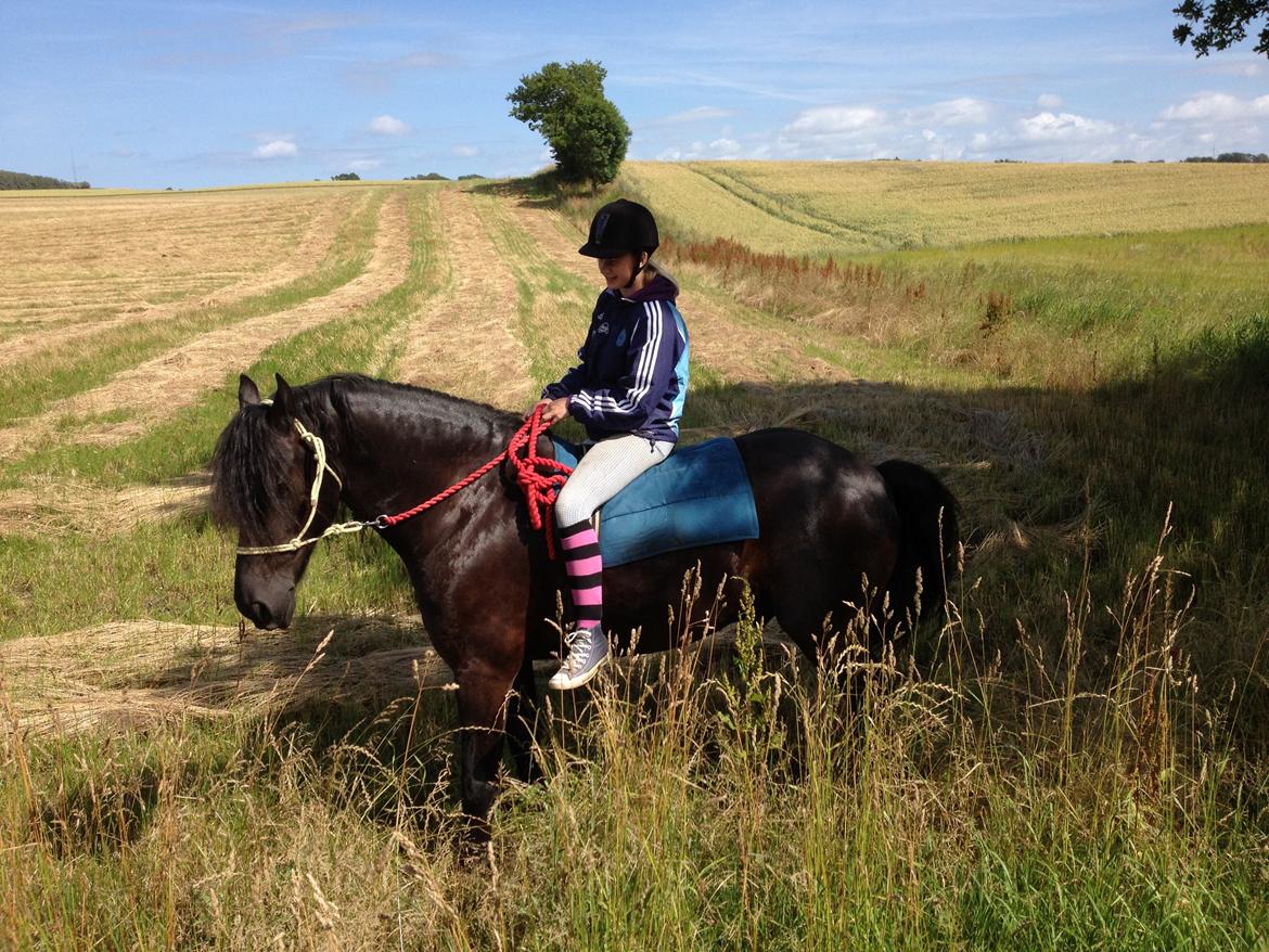 Frieser Kashmir Toustrup - hygge hest 2012 billede 12